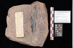 Foto (Objekt + Etikett) von Quercus palaeoilex Ettingshausen (NHMW-GEO-2024-0188-0781)